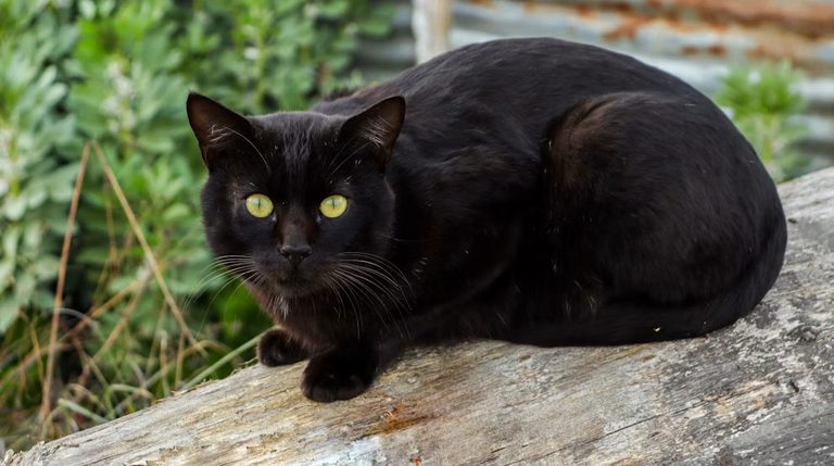 Black Tabby Cat