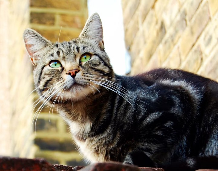 Green Tabby Cat
