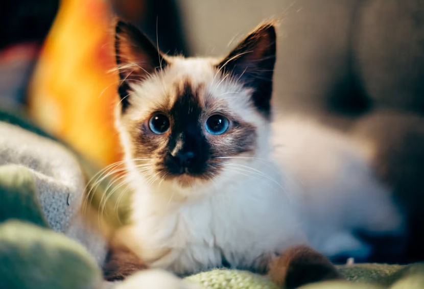 How Many Breeds of Cats are there