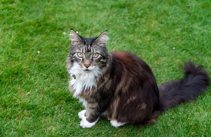 Maine Coon Cat Breed