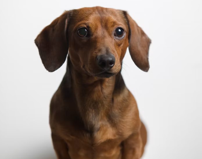 Sausage Dog Puppy