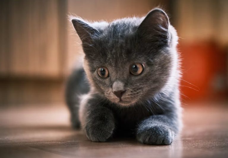 Small Cat Breeds