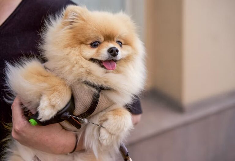 Small Fluffy Dog Breeds