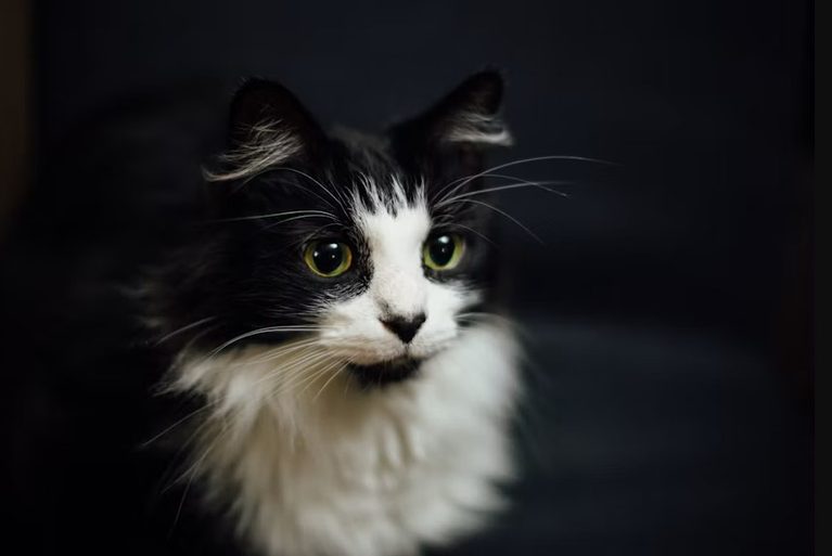 Tuxedo Cats